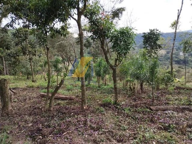 Fazenda à venda com 4 quartos, 6450m² - Foto 7